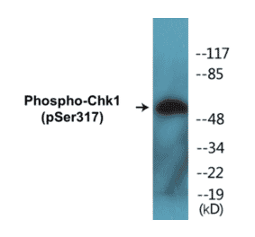 Western Blot - Chk1 (phospho Ser317) Cell Based ELISA Kit (CBP1516) - Antibodies.com