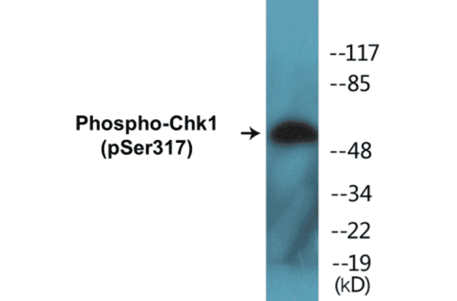 Western Blot - Chk1 (phospho Ser317) Cell Based ELISA Kit (CBP1516) - Antibodies.com