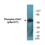 Western Blot - Chk1 (phospho Ser317) Cell Based ELISA Kit (CBP1516) - Antibodies.com