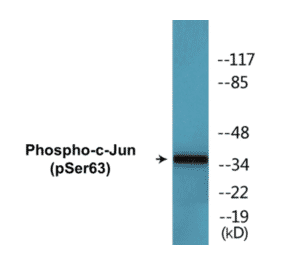 Western Blot - c-Jun (phospho Ser63) Cell Based ELISA Kit (CBP1519) - Antibodies.com