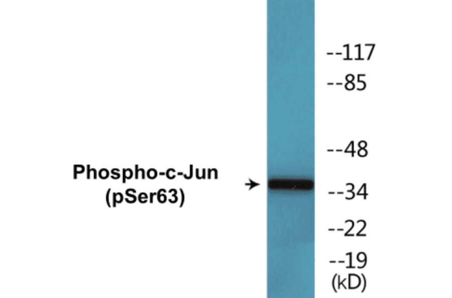 Western Blot - c-Jun (phospho Ser63) Cell Based ELISA Kit (CBP1519) - Antibodies.com