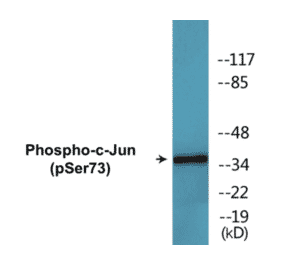 Western Blot - c-Jun (phospho Ser73) Cell Based ELISA Kit (CBP1520) - Antibodies.com