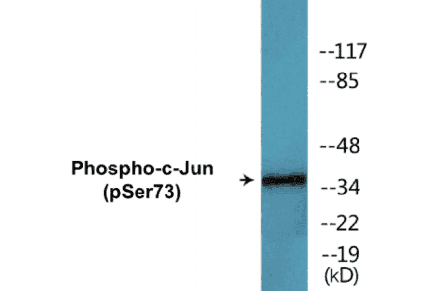 Western Blot - c-Jun (phospho Ser73) Cell Based ELISA Kit (CBP1520) - Antibodies.com