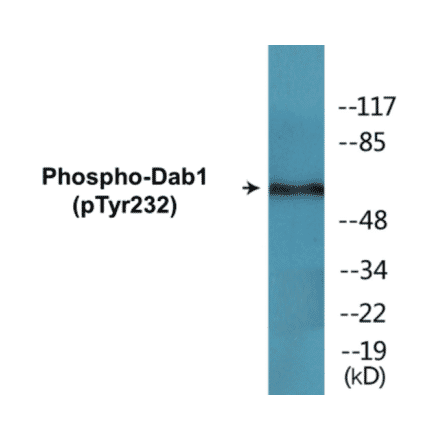 Western Blot - Dab1 (phospho Tyr232) Cell Based ELISA Kit (CBP1527) - Antibodies.com