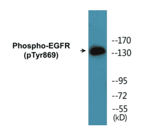 Western Blot - EGFR (phospho Tyr869) Cell Based ELISA Kit (CBP1537) - Antibodies.com