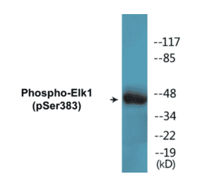 Western Blot - Elk1 (phospho Ser383) Cell Based ELISA Kit (CBP1540) - Antibodies.com