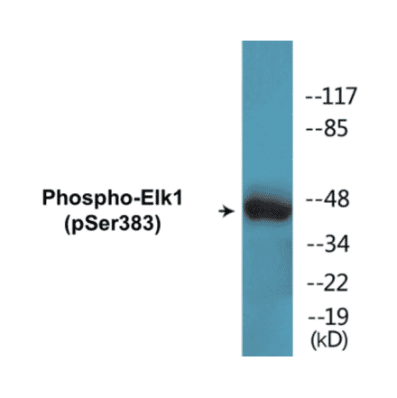 Western Blot - Elk1 (phospho Ser383) Cell Based ELISA Kit (CBP1540) - Antibodies.com