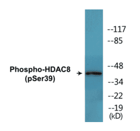 Western Blot - HDAC8 (phospho Ser39) Cell Based ELISA Kit (CBP1571) - Antibodies.com