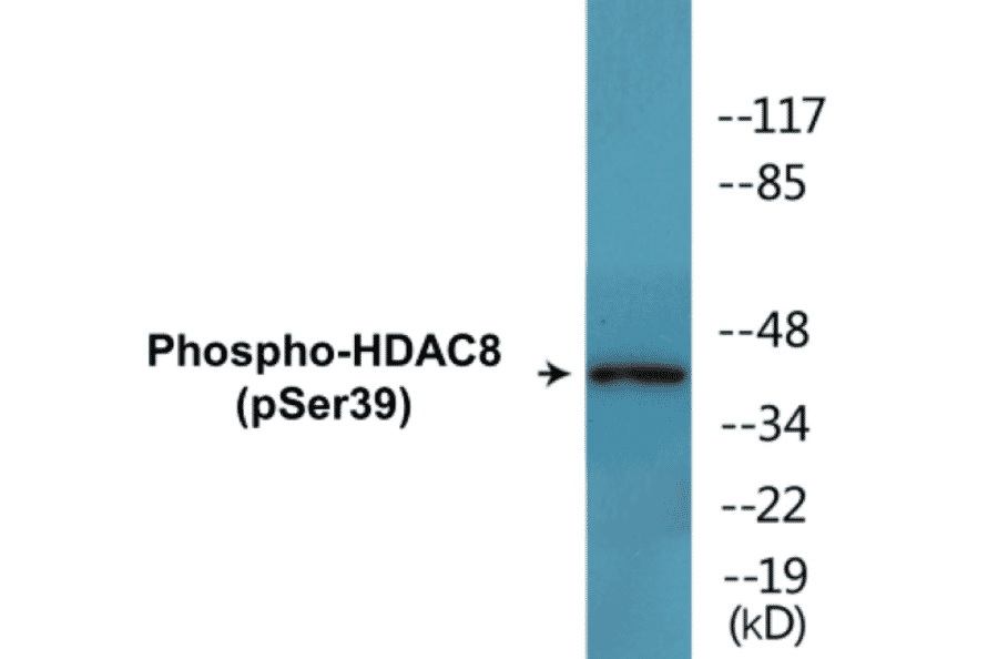 Western Blot - HDAC8 (phospho Ser39) Cell Based ELISA Kit (CBP1571) - Antibodies.com