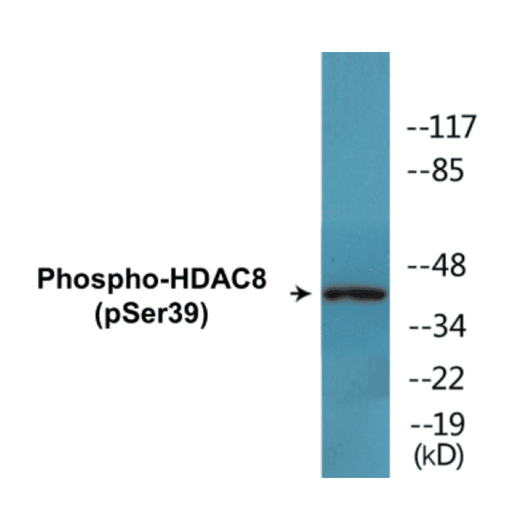 Western Blot - HDAC8 (phospho Ser39) Cell Based ELISA Kit (CBP1571) - Antibodies.com