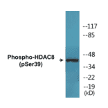 Western Blot - HDAC8 (phospho Ser39) Cell Based ELISA Kit (CBP1571) - Antibodies.com
