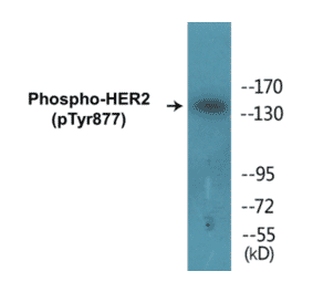Western Blot - HER2 (phospho Tyr877) Cell Based ELISA Kit (CBP1574) - Antibodies.com