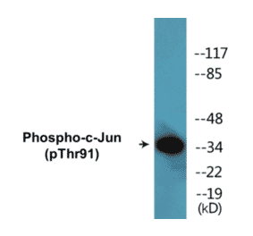 Western Blot - c-Jun (phospho Thr91) Cell Based ELISA Kit (CBP1598) - Antibodies.com
