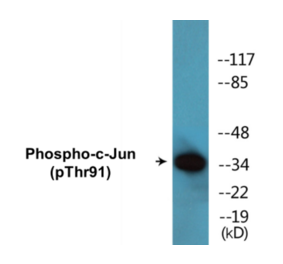 Western Blot - c-Jun (phospho Thr91) Cell Based ELISA Kit (CBP1598) - Antibodies.com