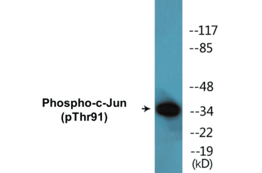 Western Blot - c-Jun (phospho Thr91) Cell Based ELISA Kit (CBP1598) - Antibodies.com