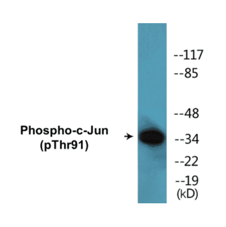 Western Blot - c-Jun (phospho Thr91) Cell Based ELISA Kit (CBP1598) - Antibodies.com