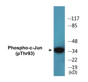 Western Blot - c-Jun (phospho Thr93) Cell Based ELISA Kit (CBP1599) - Antibodies.com
