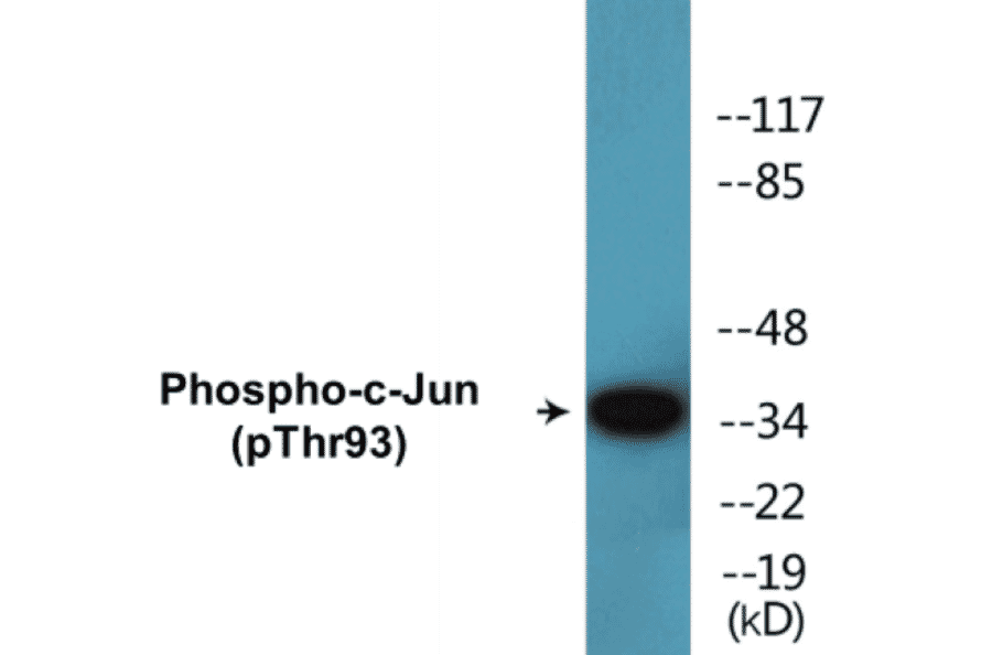 Western Blot - c-Jun (phospho Thr93) Cell Based ELISA Kit (CBP1599) - Antibodies.com