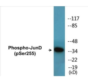 Western Blot - JunD (phospho Ser255) Cell Based ELISA Kit (CBP1602) - Antibodies.com