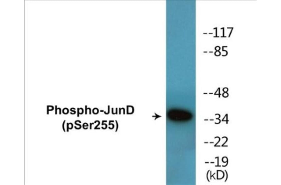 Western Blot - JunD (phospho Ser255) Cell Based ELISA Kit (CBP1602) - Antibodies.com