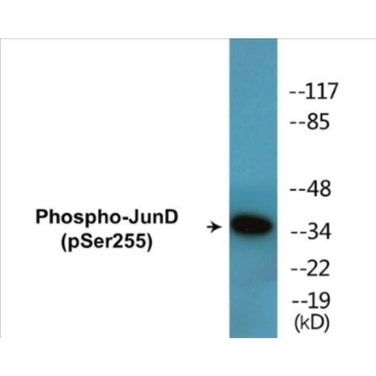 Western Blot - JunD (phospho Ser255) Cell Based ELISA Kit (CBP1602) - Antibodies.com