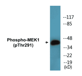 Western Blot - MEK1 (phospho Thr291) Cell Based ELISA Kit (CBP1612) - Antibodies.com
