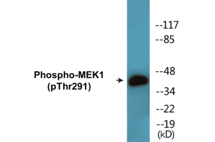 Western Blot - MEK1 (phospho Thr291) Cell Based ELISA Kit (CBP1612) - Antibodies.com