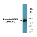 Western Blot - MEK1 (phospho Thr291) Cell Based ELISA Kit (CBP1612) - Antibodies.com