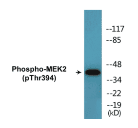 Western Blot - MEK2 (phospho Thr394) Cell Based ELISA Kit (CBP1613) - Antibodies.com