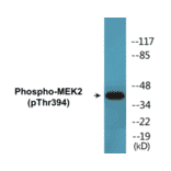 Western Blot - MEK2 (phospho Thr394) Cell Based ELISA Kit (CBP1613) - Antibodies.com