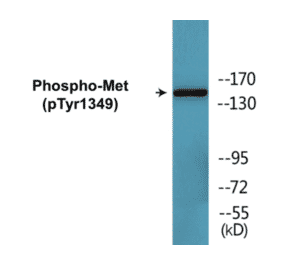Western Blot - Met (phospho Tyr1349) Cell Based ELISA Kit (CBP1616) - Antibodies.com