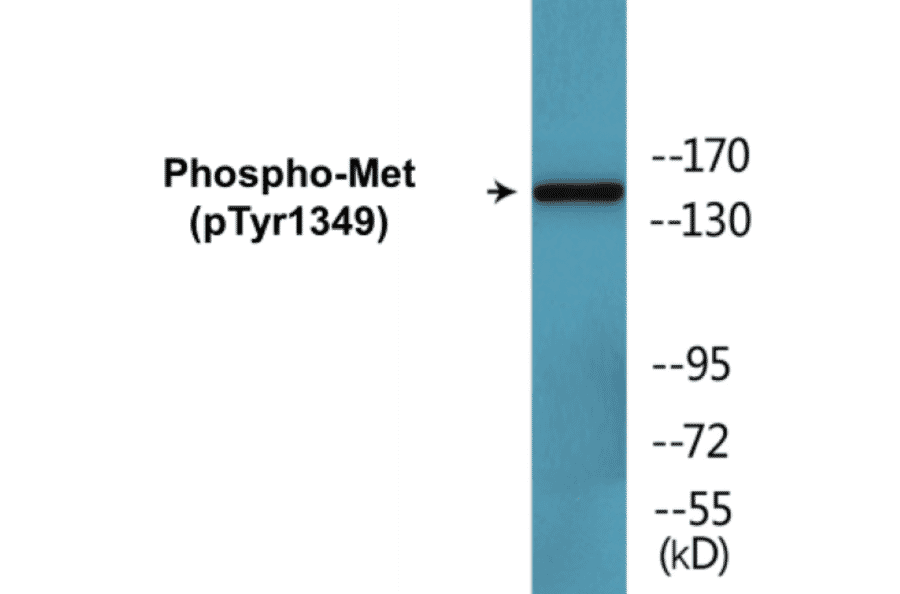 Western Blot - Met (phospho Tyr1349) Cell Based ELISA Kit (CBP1616) - Antibodies.com