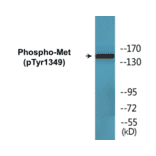 Western Blot - Met (phospho Tyr1349) Cell Based ELISA Kit (CBP1616) - Antibodies.com