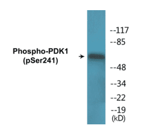 Western Blot - PDK1 (phospho Ser241) Cell Based ELISA Kit (CBP1656) - Antibodies.com
