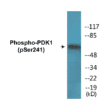 Western Blot - PDK1 (phospho Ser241) Cell Based ELISA Kit (CBP1656) - Antibodies.com