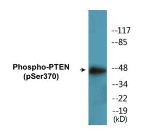 Western Blot - PTEN (phospho Ser370) Cell Based ELISA Kit (CBP1661) - Antibodies.com
