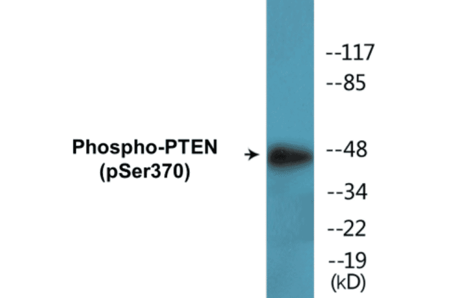 Western Blot - PTEN (phospho Ser370) Cell Based ELISA Kit (CBP1661) - Antibodies.com