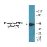 Western Blot - PTEN (phospho Ser370) Cell Based ELISA Kit (CBP1661) - Antibodies.com