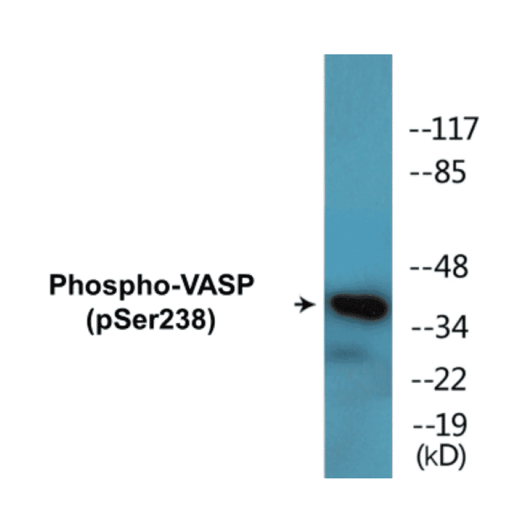 Western Blot - VASP (phospho Ser238) Cell Based ELISA Kit (CBP1704) - Antibodies.com