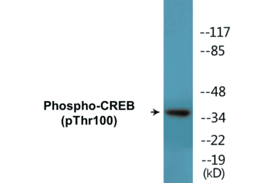 Western Blot - CREB (phospho Thr100) Cell Based ELISA Kit (CBP1715) - Antibodies.com
