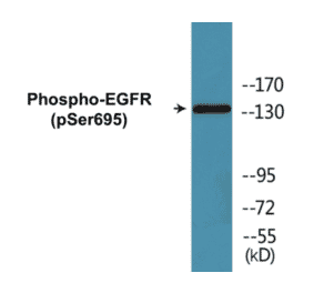 Western Blot - EGFR (phospho Ser695) Cell Based ELISA Kit (CBP1716) - Antibodies.com