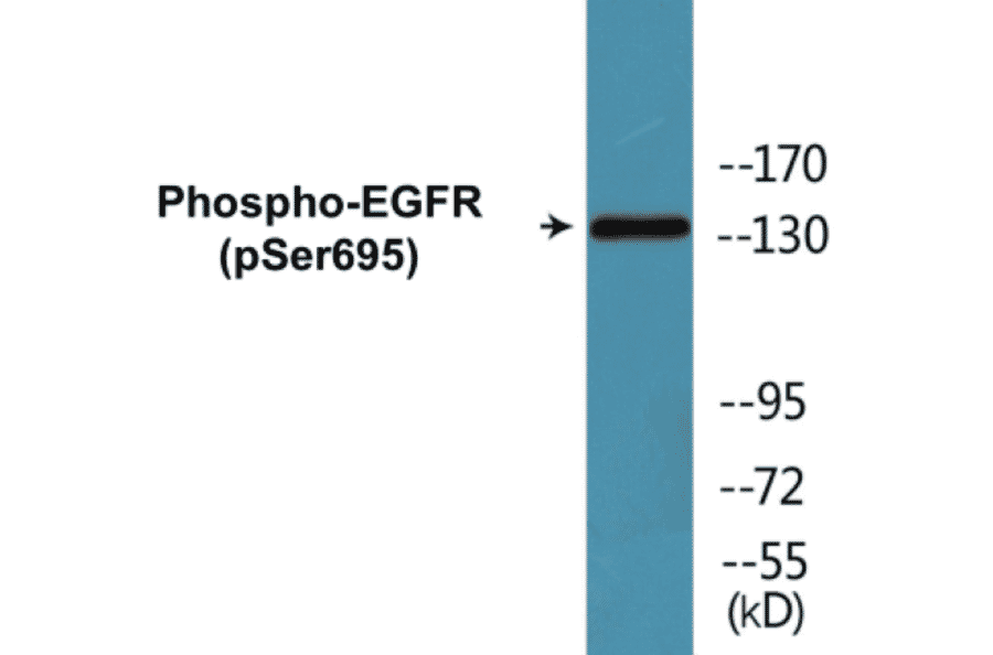 Western Blot - EGFR (phospho Ser695) Cell Based ELISA Kit (CBP1716) - Antibodies.com