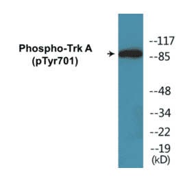 Western Blot - TrkA (phospho Tyr701) Cell Based ELISA Kit (CBP1735) - Antibodies.com