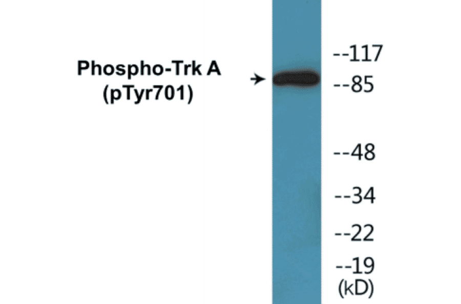 Western Blot - TrkA (phospho Tyr701) Cell Based ELISA Kit (CBP1735) - Antibodies.com