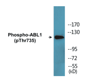 Western Blot - ABL1 (phospho Thr735) Cell Based ELISA Kit (CBP1737) - Antibodies.com