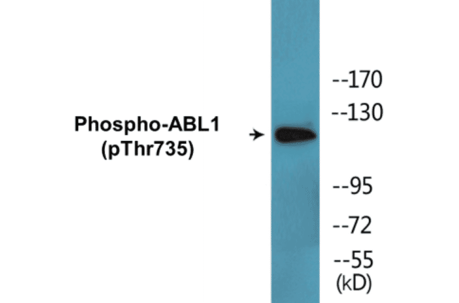 Western Blot - ABL1 (phospho Thr735) Cell Based ELISA Kit (CBP1737) - Antibodies.com