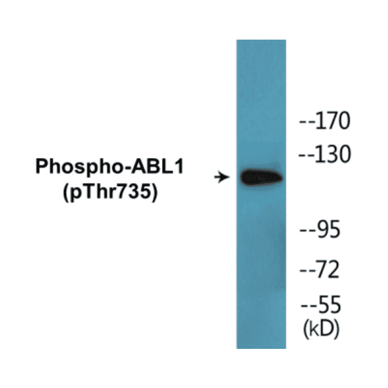 Western Blot - ABL1 (phospho Thr735) Cell Based ELISA Kit (CBP1737) - Antibodies.com