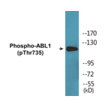 Western Blot - ABL1 (phospho Thr735) Cell Based ELISA Kit (CBP1737) - Antibodies.com