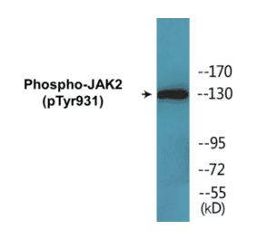 Western Blot - JAK2 (phospho Tyr931) Cell Based ELISA Kit (CBP1747) - Antibodies.com