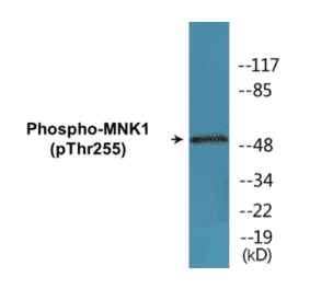 Western Blot - MNK1 (phospho Thr255) Cell Based ELISA Kit (CBP1756) - Antibodies.com